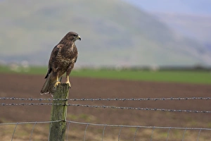 Anticipation Prints: Buzzard (Buteo buteo), captive, United Kingdom, Europe