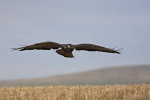 Buzzard Prints: Buzzard (Buteo buteo), flying over farmland, captive, Cumbria, England