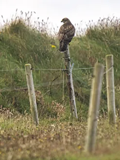 County Clare Prints: Buzzard, County Clare, Munster, Republic of Ireland, Europe