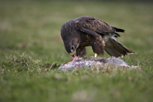 One Bird Only Prints: Buzzard eating rabbit, Buteo buteo, captive, United Kingdom, Europe