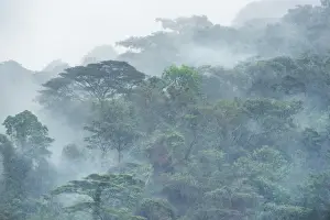 Uganda Prints: Bwindi Impenetrable Forest, UNESCO World Heritage Site, Uganda, Africa