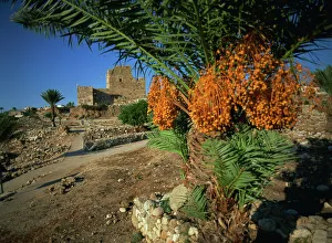 Images Dated 13th February 2008: Byblos, Lebanon