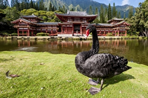 Byodo-In Temple, Valley of The Temples, Kaneohe, Oahu, Hawaii, United States of America