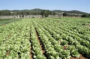 Images Dated 25th January 2000: Cabbage field near Sant Llorenc