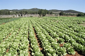 Images Dated 25th January 2000: Cabbage field near Sant Llorenc