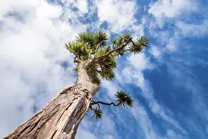 Tall Prints: Cabbage tree stands tall under a vibrant sky in Golden Bay on South Island of New Zealand