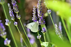 Lavender Prints: Cabbage white butterfly (Pieris brassicae) on lavender flower
