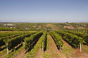 Growing Prints: Cabernet Franc grapes growing in a Montsoreau vineyard, Maine-et-Loire, France, Europe
