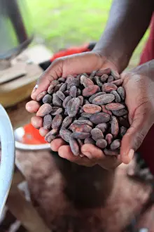 Abundance Prints: Cacao (cocoa) beans freshly harvested and ready for making into chocolate