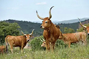 Alentejo Prints: Cachena cattle grazing in a meadow under the sky in Alentejo region of Portugal