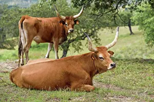 Alentejo Prints: Cachena cattle resting in a meadow near Amareleja in the Alentejo region of Portugal during daylight hours
