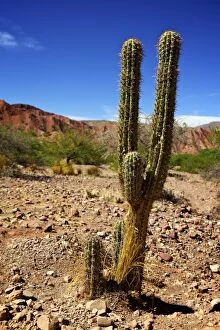 Images Dated 8th November 2010: Cacti in Canon Del Inca, Tupiza Chichas Range, Andes, Southwestern Bolivia, South America