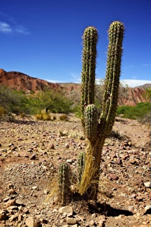 Cacti Prints: Cacti in Canon Del Inca, Tupiza Chichas Range, Andes, Southwestern Bolivia, South America