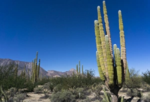 Baja California Prints: Cacti in dry desert like landscape, Baja California, Mexico, North America