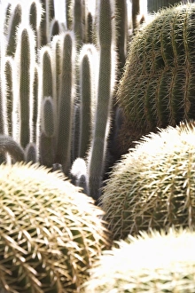 Monaco Prints: Cacti in the Exotic Garden, Monaco, Cote d Azur, Mediterranean, Europe