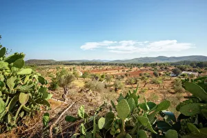 Cacti Prints: Cacti and Ibiza landscape, Ibiza, Balearic Islands, Spain, Mediterranean, Europe