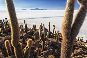 Cacti, Isla Incahuasi, a unique outcrop in the middle of the Salar de Uyuni, Oruro