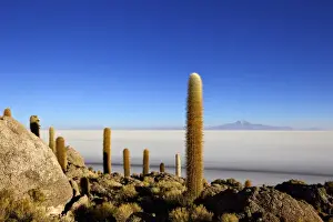 Cacti Prints: Cacti on Isla de los Pescadores