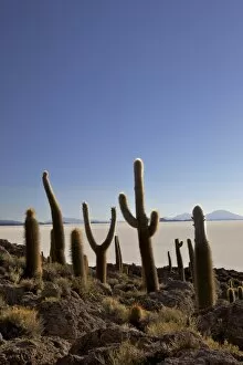 Images Dated 1st November 2010: Cacti on Isla de los Pescadores, and salt flats, Salar de Uyuni, Southwest Highlands, Bolivia