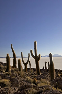 Cacti Prints: Cacti on Isla de los Pescadores
