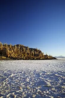Images Dated 1st November 2010: Cacti on Isla de los Pescadores and salt flats, Salar de Uyuni, Southwest Highlands, Bolivia