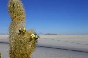 Images Dated 2nd November 2010: Cacti on Isla de los Pescadores and salt flats, Salar de Uyuni, Southwest Highlands, Bolivia