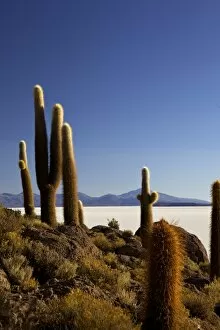 Images Dated 1st November 2010: Cacti on Isla de los Pescadores and the salt flats of Salar de Uyuni, Southwest Highlands