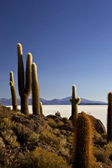 Cacti on Isla de los Pescadores and the salt flats of Salar de Uyuni, Southwest Highlands, Bolivia, South America