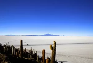 Images Dated 1st November 2010: Cacti on Isla de los Pescadores, Volcan Tunupa and the salt flats, Salar de Uyuni