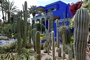 Images Dated 3rd May 2007: Cacti in the Majorelle Garden, created by the French cabinetmaker Louis Majorelle