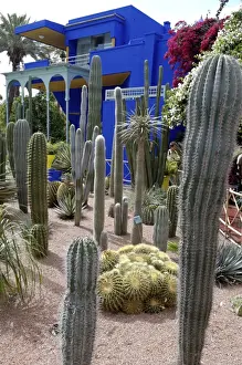 Cacti in the Majorelle Garden, created by the French cabinetmaker Louis Majorelle