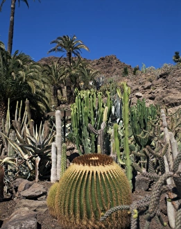 Maspalomas Prints: Cacti, Palmitos Ornithological Park, Maspalomas, Gran Canaria, Canary Islands