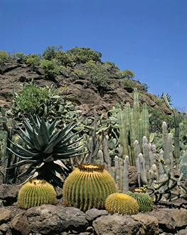 Medium Number Of Objects Prints: Cacti, Palmitos Park, Gran Canaria, Canary Islands, Spain, Europe