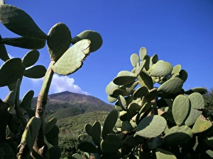 Volcanoe Prints: Cacti, Stromboli Island