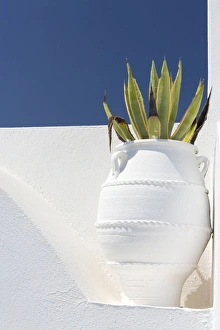 Imerovigli Prints: Cacti in whitewashed urn against white wall and blue sky, Imerovigli, Santorini, Cyclades