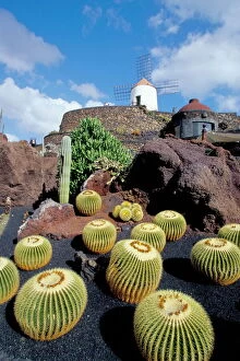 Cacti and windmill at Jardin de los Cactus, Cesar Manriques work of art