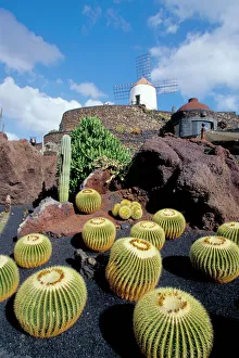 Images Dated 26th July 2008: Cacti and windmill at Jardin de los Cactus, Cesar Manriques work of art