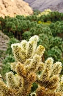 Images Dated 1st December 2007: Cactus in Andreas Canyon, Palm Springs, California, United States of America