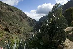 Images Dated 28th December 2008: Cactus in the Barancode de Tirjana, Gran Canaria, Canary Islands, Spain, Europe