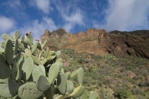 Images Dated 28th December 2008: Cactus in the Barancode de Tirjana, Gran Canaria, Canary Islands, Spain, Europe