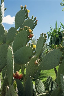 Cacti Prints: Cactus, Barbary figs