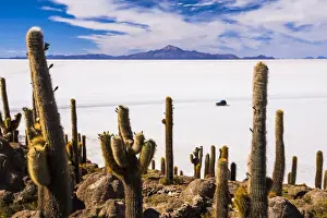 Cactus covered Fish Island (Isla Incahuasi) (Inka Wasi), Uyuni Salt Flats (Salar de Uyuni)
