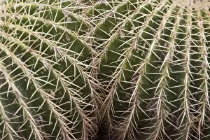 Cactus, Echinocactus Grusonii Hildmann, Jardin Botanico (Botanical Gardens), Valencia, Mediterranean, Costa del Azahar
