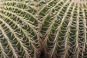 Images Dated 27th June 2007: Cactus, Echinocactus Grusonii Hildmann, Jardin Botanico (Botanical Gardens), Valencia