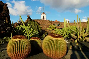 Gardens Prints: Cactus garden of Guatiza, Lanzarote, Canary Islands, Spain, Europe