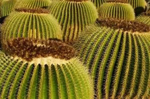 Images Dated 11th February 2008: Cactus garden of Guatiza, Lanzarote, Canary Islands, Spain, Europe