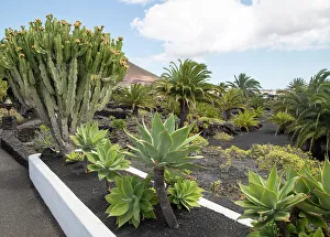 Succulent Prints: Cactus plants in garden at Fundacion Cesar Manrique