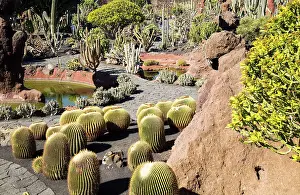 Sustainability Prints: Cactus plants inside Jardin de Cactus designed by Cesar Manrique