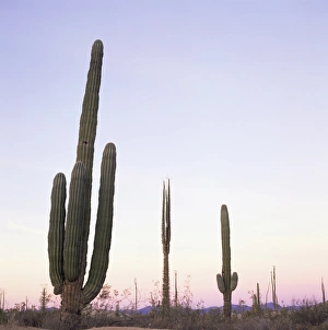 Prickly Prints: Cactus plants after sunset
