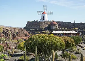 Succulent Prints: Cactus plants and windmill Jardin de Cactus designed by Cesar Manrique
